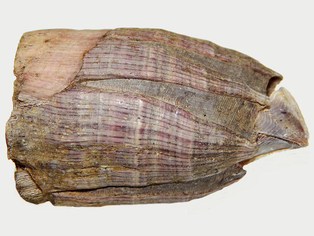 Megabalanus tintinnabulum Giant purple or Titan acorn barnacle marine images
