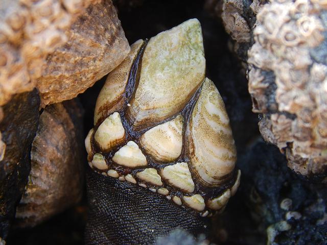 Pollicipes pollicipes Pollicipedidae Gooseneck or Pollicipedid barnacle from The Fish Society Images