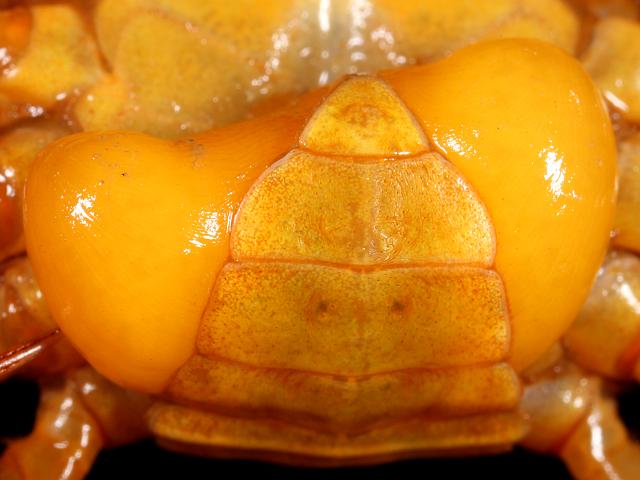 Sacculina carcini Crab hacker barnacle images