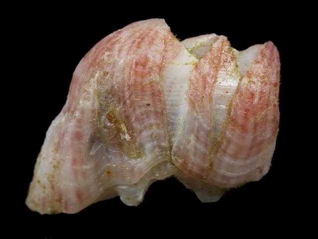 Hesperibalanus fallax synonym Solidobalanus fallax non native alien species Warm water barnacle images