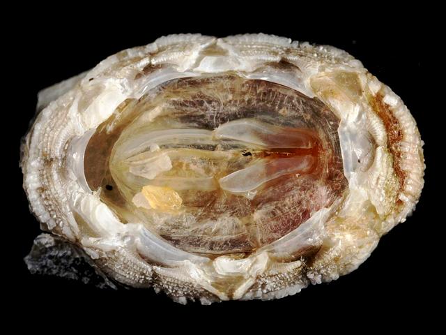Stomatolepas dermochelys elegans Turtle barnacle images