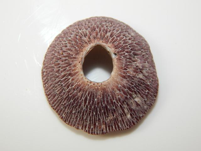 Tetraclita species possibly Tetraclita stalactifera Ribbed Barnacle images