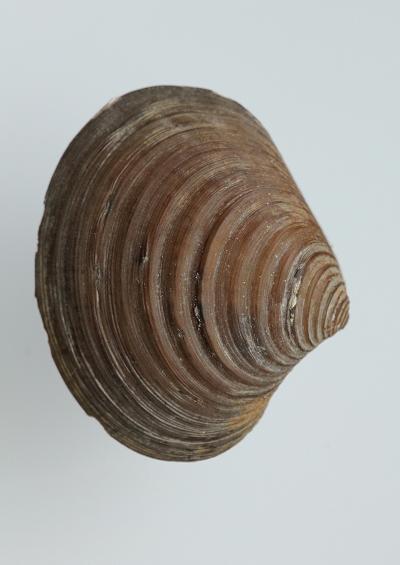 Marine Bivalve Images UK Astarte and Goodallia Order Carditida