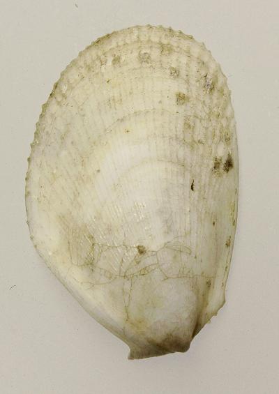 Marine Bivalve Images Gaping file or Flame shells Order Limida Limoida
