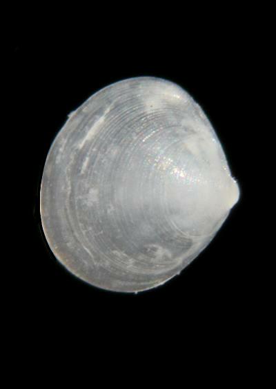 Marine Bivalve Images UK Artemis Venus and Carpet shells Order Veneroida Veneroidea
