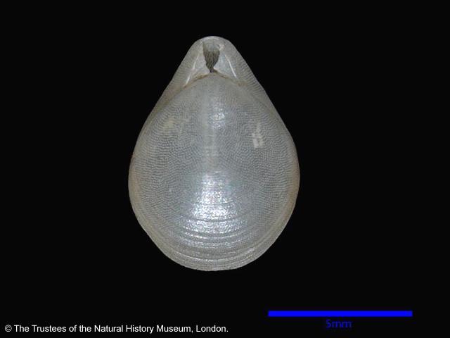 Glaciarcula spitzbergensis laqueidae laqueid brachiopod lamp shell Copyright Natural History Museum brachiopoda images