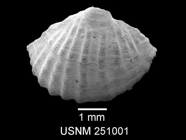 Megathiris detruncata megathyrididae megathyridid brachiopod Lamp shell brachiopoda images