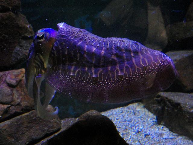 Sepia officinalis Common Cuttlefish Cuttlefish Cephalopod Images