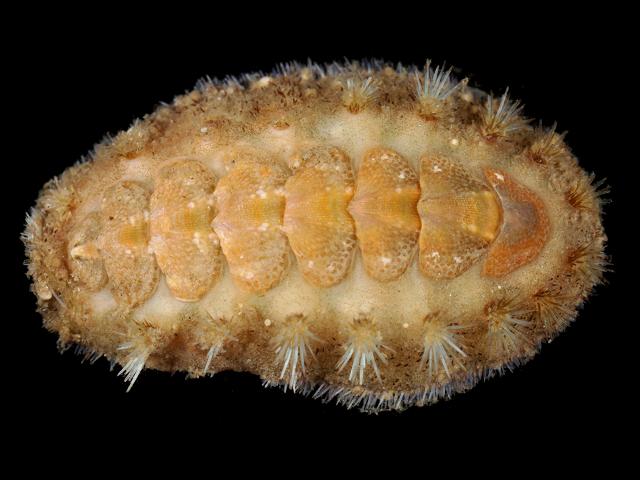 Acanthochitona fascicularis mail shell Chiton Images