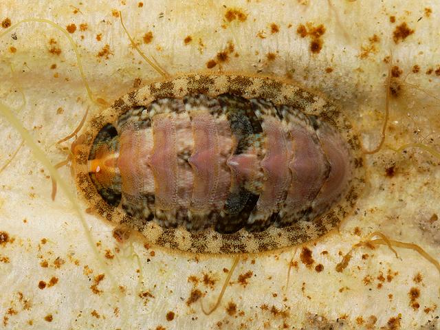 Lepidochitona cinerea Grey Mail shell Chiton Images