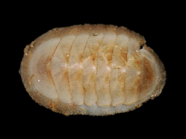 Leptochiton asellus mail shell Chiton Images