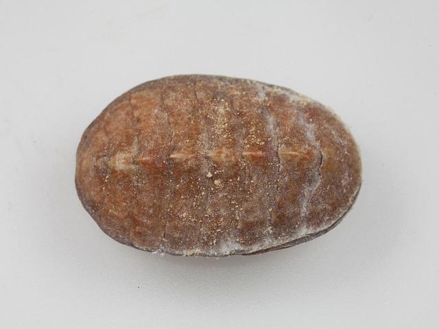 Boreochiton ruber Tonicella rubra Northern red chiton mail shell Chiton Images