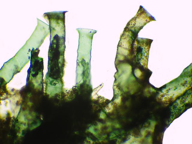 Unicellular folliculinid ciliophoran Folliculinopsis Sessile ciliate Folliculinidae test Ascidiella aspersa Dirty sea squirt Newlyn Marina Ciliophora images