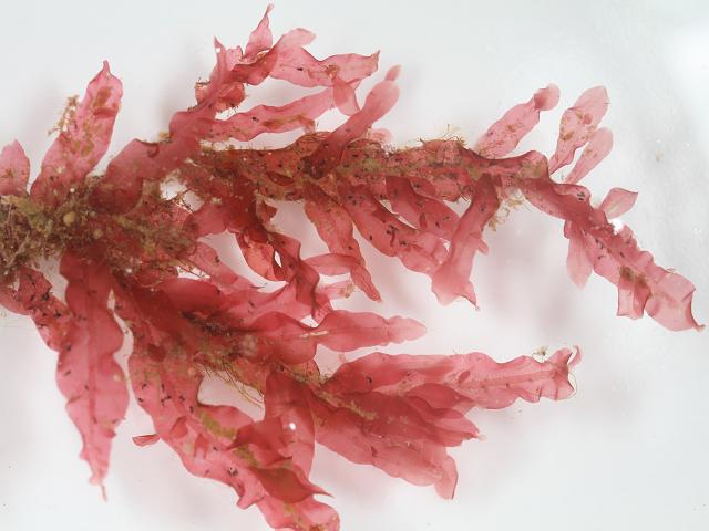Unicellular folliculinid ciliophoran Folliculinopsis Sessile ciliate Folliculinidae Red Tongue Weed Apoglossum ruscifolium Falmouth Marina Ciliophora images