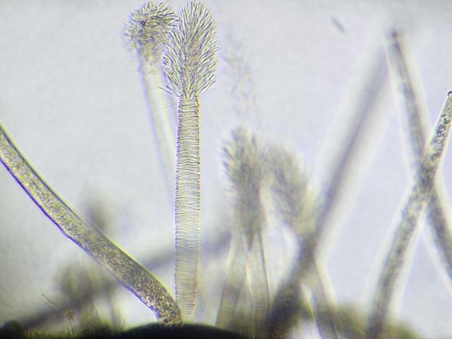 Suctorian ciliate Ophryodendridae possibly Corethria porcellanum on shells of the gastropod Crisilla semistriata as Ophryodendron porcellanum Kent Manual of Infusoria Ciliophora images