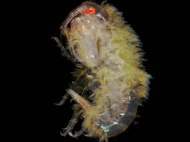 Suctorian ciliate Ophryodendron species on the amphipod Leucothoe sp. Suctoria Ciliophora images