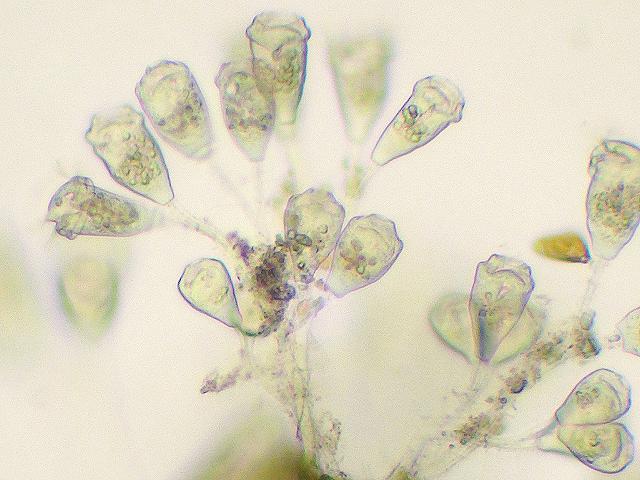 Colonial ciliate on hydroid Dynamena pumila hydrotheca Vorticellidae Ciliophora images