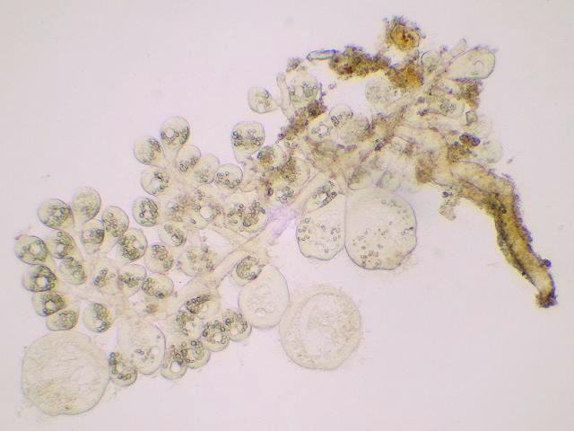 Colonial ciliate stipe Guiryis Wrack Fucus guiryi Vorticellidae Ciliophora images