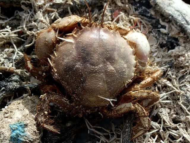 Atelecyclus rotundatus Circular crab Crustacean Images