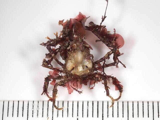 Achaeus cranchii Cranchs spider crab Crustacean Images