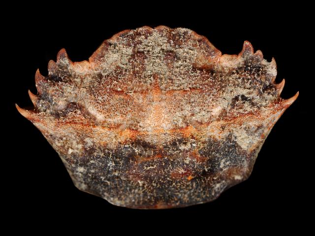 Bathynectes longipes Red swimming crab crustacean images