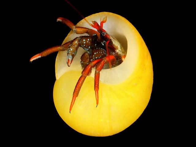 Clibanarius erythropus St Pirans hermit crab Images