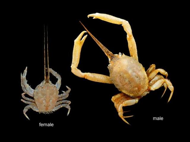 APHOTOMARINE - A photographic guide to aid the recognition and identification of Corystes cassivelaunus Mask Crab Crustacean Images