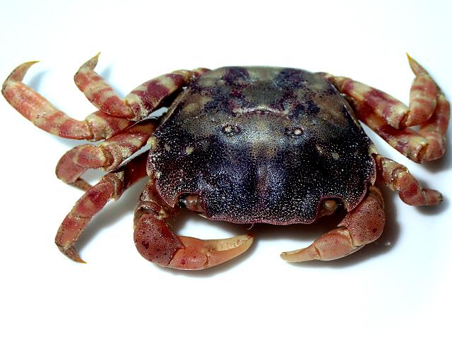 Hemigrapsus sanguineus Asian shore crab as error Hemigraspus Crustacean Images