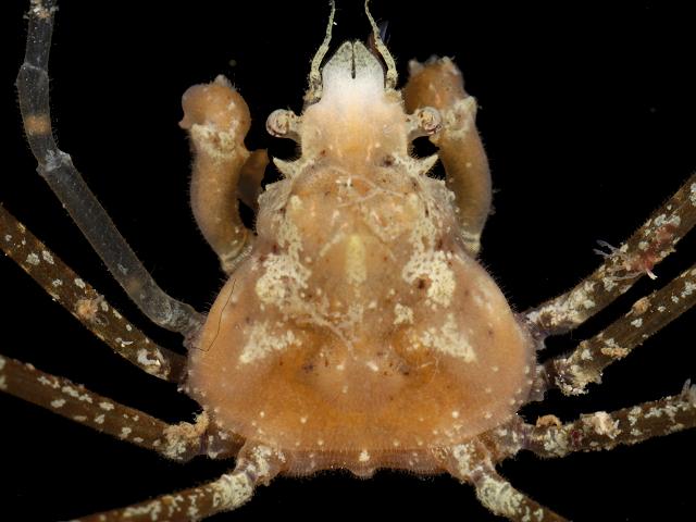 Inachus phalangium Leachs Spider Crab Crustacean Images