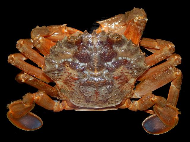 Liocarcinus depurator Harbour swimming crab Crustacean Images
