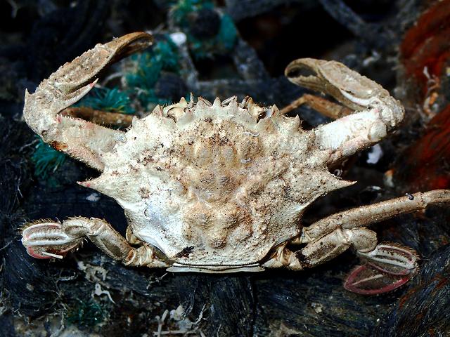 Macropipus tuberculatus Knobby swimcrab swimming crab crustacean images