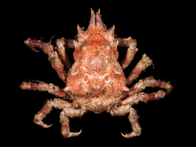 Pisa armata Gibbs spider crab Crustacean Images
