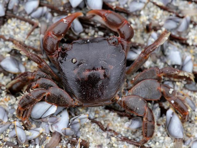 Planes marinus Drifter crab Crustacean Images