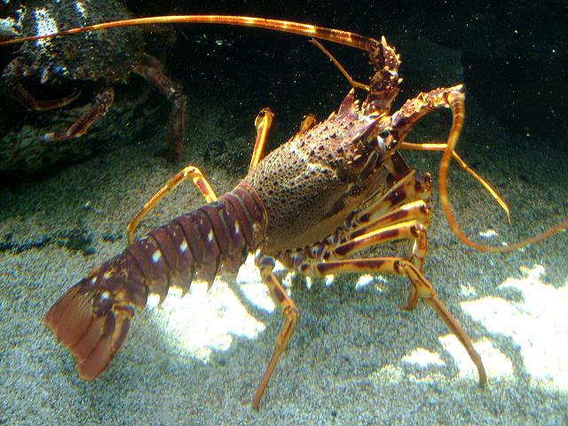 Palinurus elephas European spiny lobster Crayfish Cray Common Mediterranean Red Crustacean Images