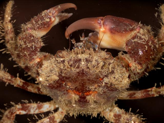 APHOTOMARINE - A photographic guide to aid the recognition and identification of Pilumnus hirtellus Hairy Crab Crustacean Images
