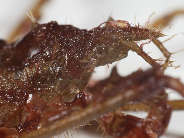 Macropodia rostrata Long legged Spider Crab Crustacean Images