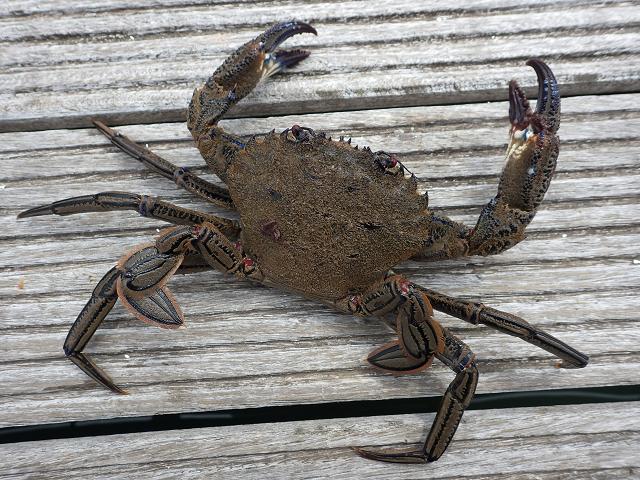 Necora puber synonym Portunus puber Velvet Fiddler Swimming Crab Crustacean Images