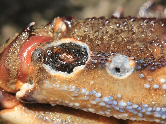 Parasites shell diseases commercial species Crab Crustacean Images