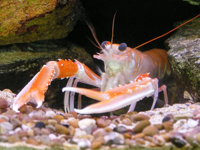 APHOTOMARINE - A photographic guide to aid the recognition and identification of Nephrops norvegicus Norway Lobster Dublin Bay Prawn and Langoustine Crustacean  Images