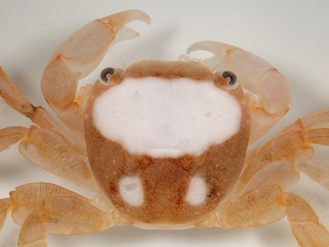 Columbus Crab Planes minutus Crustacean Images