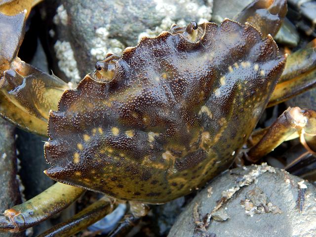 Carcinus maenas Shore Crab Green Crab Crustacean Images