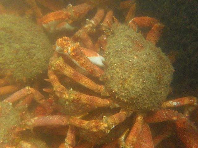 Maja brachydactyla Common Prickly spider crab or Corwich crab Crustacean Images