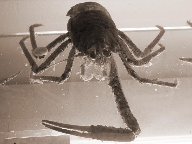 Munida rugosa Rugose squat lobster Crustacean images