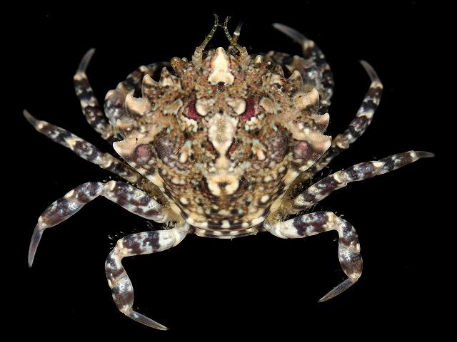 Pirimela denticulata Toothed Crab Crustacean Images