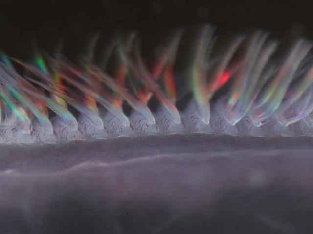 Stranded damaged Comb jelly from Penzance beach Ctenophore Ctenophora Images