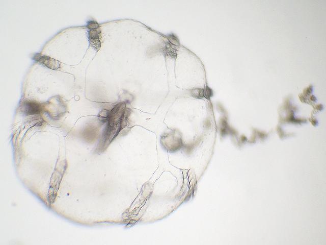 Ctenophore Comb jelly planktonic larvae Ctenophora Images
