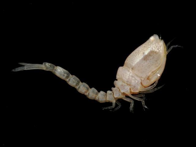 Bodotria scorpioides bodotriidae bodotriid cumacean Cumacea Images