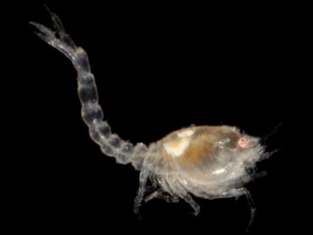 Cumella pygmaea nannastacidae Cumacean Cumacea Images