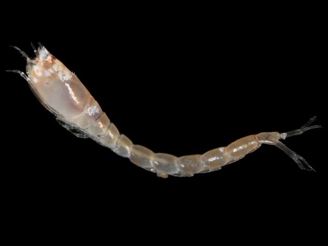 Iphinoe trispinosa bodotriidae cumacean cumacea images