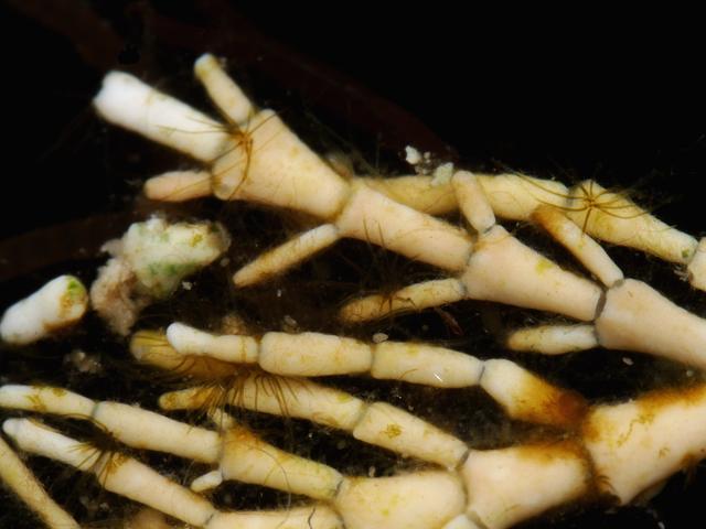 Calothrix species of cyanobacteria found on Corallina officinalis cyanobacterium marine blue green algae images